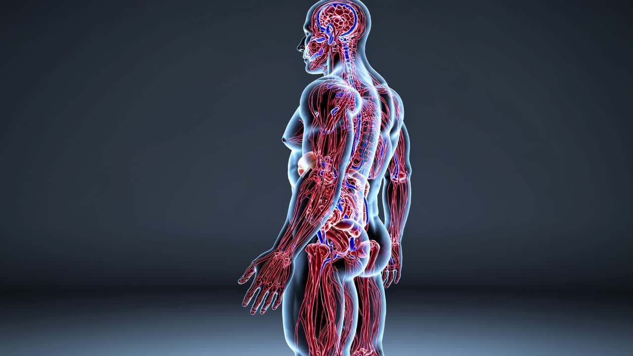 Anatomia del corpo umano con sistemi vascolare e nervoso