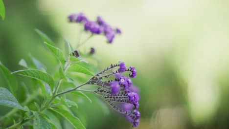 vídeo de primer plano de las flores violetas que florecen en el jardín