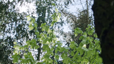 medium wide shot of a tree with green leaves moving in the wind in a dark evergreen forest