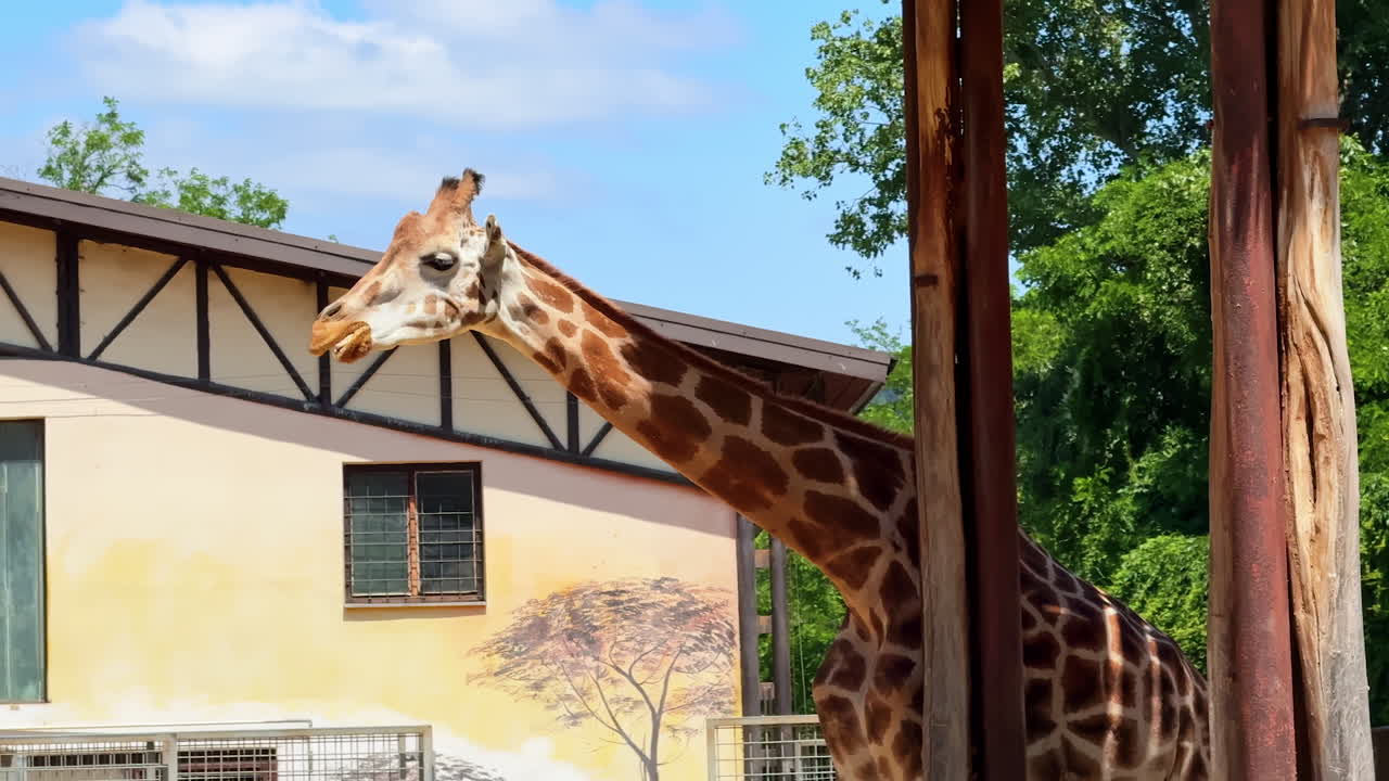 Giraffe munching in the sun. A giraffe enjoys a snack in its outdoor habitat, surrounded by trees and a building under a clear blue sky