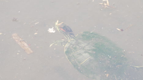 view of brazilian red-eared slider turtle swimming and tipping its head above water in saitama, japan - closeup