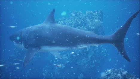 el gran tiburón blanco nada cerca de la superficie frente a la costa