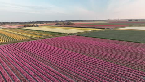 campos de tulipanes en los países bajos 3 - amanecer en la temporada de primavera del norte de holanda - vista aérea estabilizada en 4k