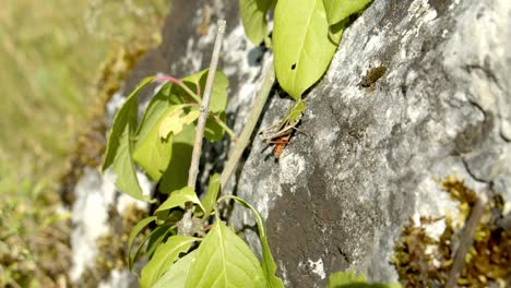 Heuschrecke-Und-Ameise-In-Moosigem-Felsen-Mit-Laub