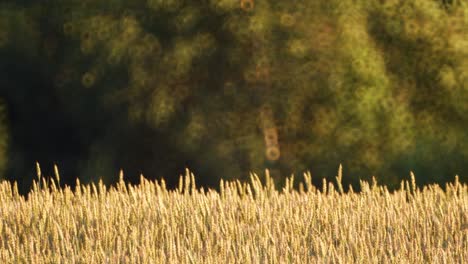 Cereal-grain-wheat-is-ready-for-harvesting