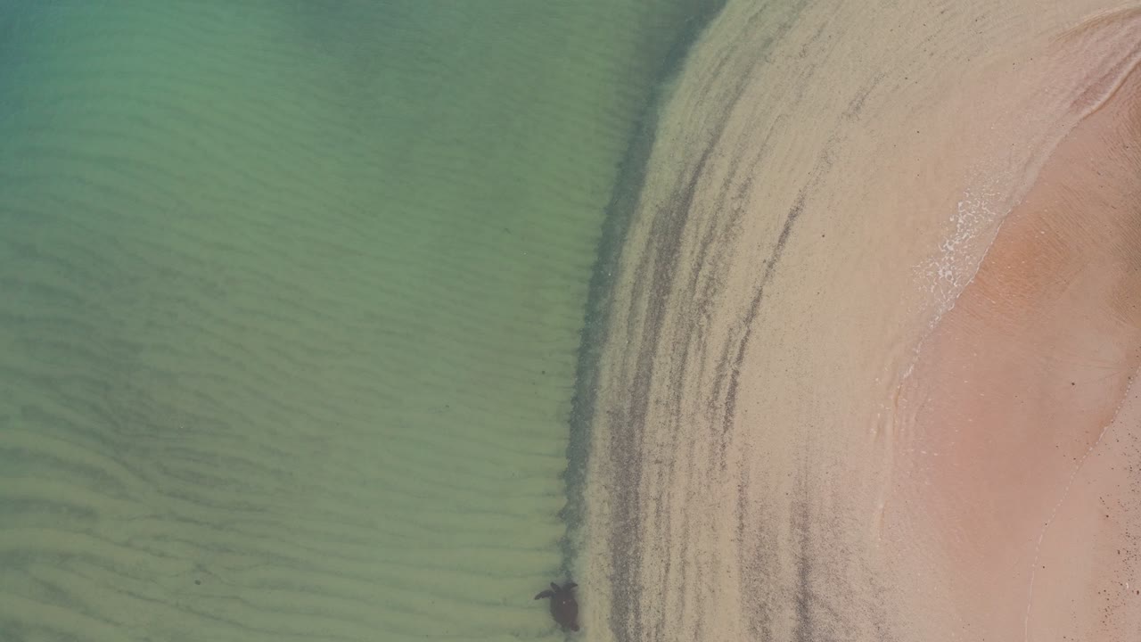 Vista dall'alto di tartarughe che nuotano fuori dal fiume Haleiwa al mattino