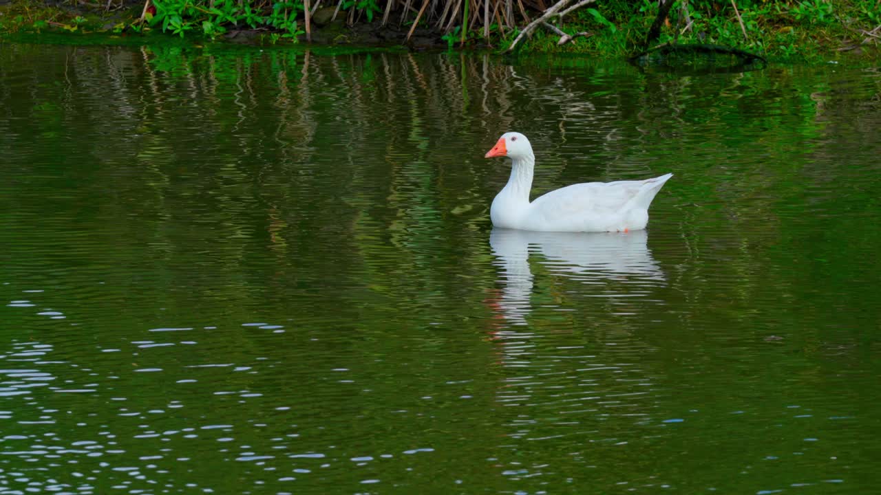 hermoso ganso blanco al otro lado del lago