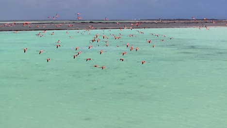 Bonaire-Flamingos-Am-Kradendijk-In-Bonaire,-Niederländische-Antillen