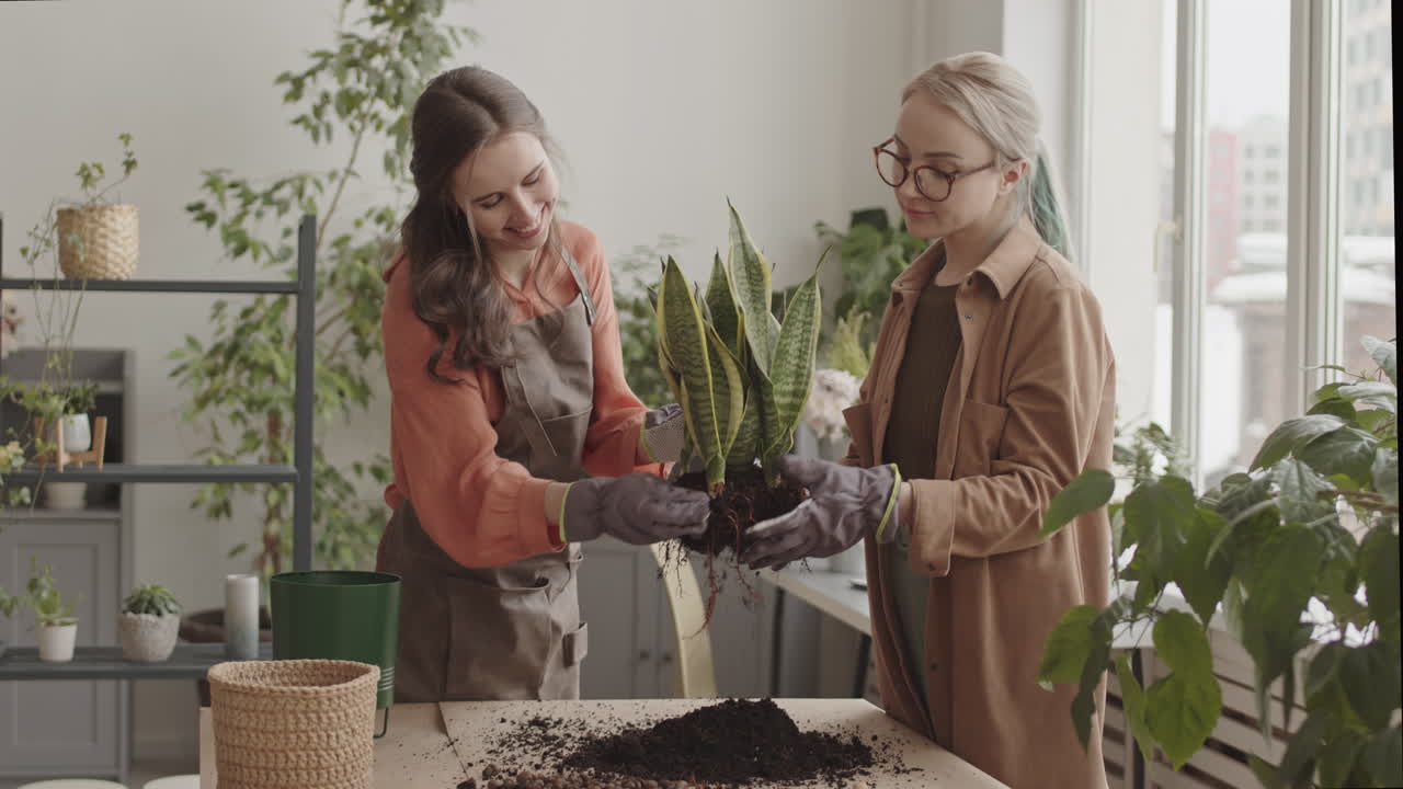 Female Gardeners Preparing Plant for Transplanting