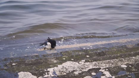 CHEDDAR,-SOMERSET,-ENGLAND,-December-28,-2019:-Close-up-on-a-Eurasian-Magpie-bird-feeding-in-the-artificial-water-reservoir-of-cheddar