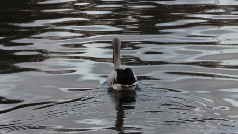 Pelican-on-the-water-Sydney-Oily-black-white