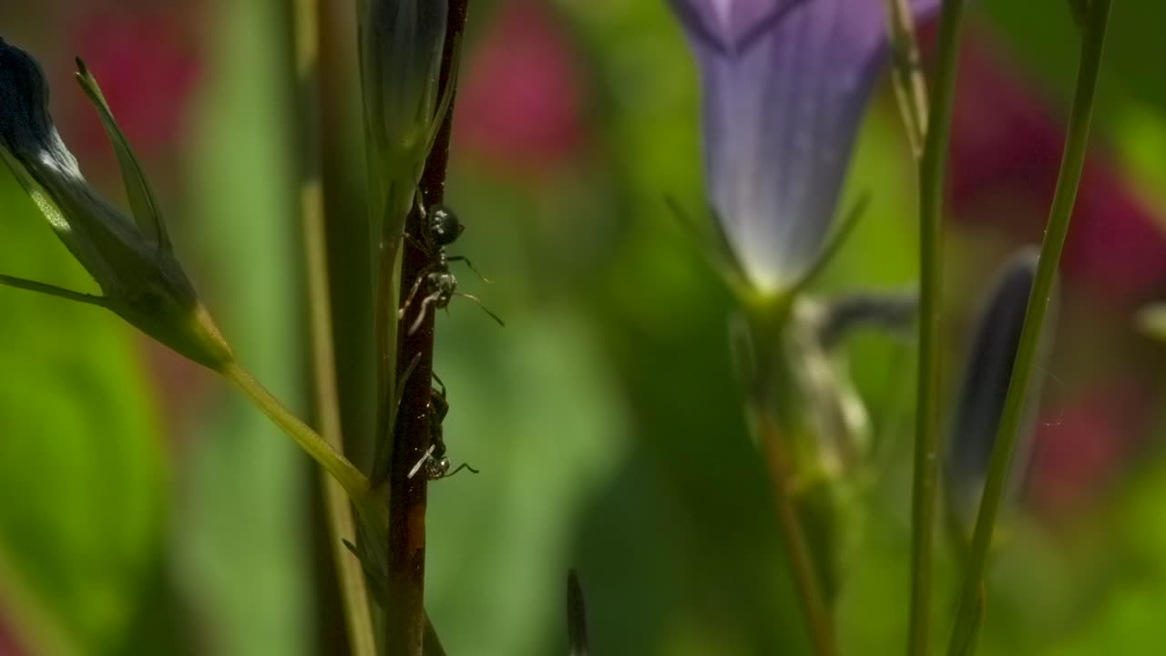 hormigas en un tallo