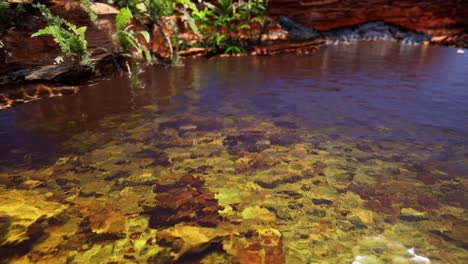 tropical golden pond with rocks and green plants