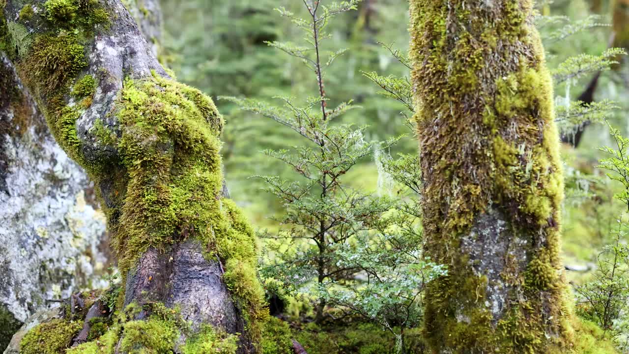 Camera slowly pans across lush, moss-covered tree trunks and dense green foliage in a temperate rainforest. Soft, diffuse natural lighting enhances vibrant textures