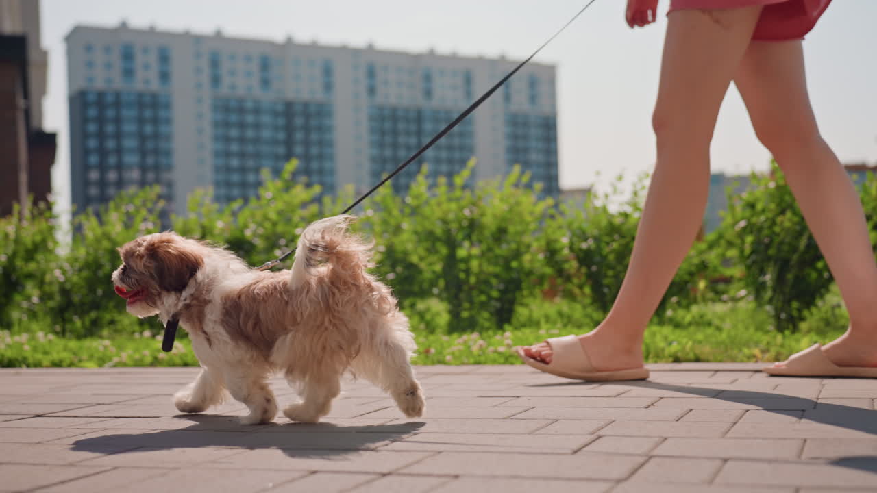 Small Puppy Walking Beside White Woman Legs On Sunlit Sidewalk, City Buildings And Green Verge In Background, Casual Sandals, Leash In Hand, Upbeat Summer Mood And Gentle Movement