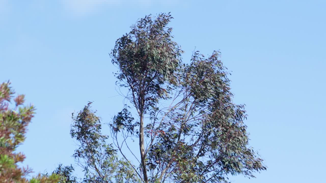 Tree Swaying and Moving From Lots Of Wind, Daytime Clear Blue Sky Maffra, Gippsland, Victoria, Australia