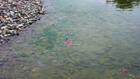 peces koi en el estanque en el templo byodo-in, kyoto japón
