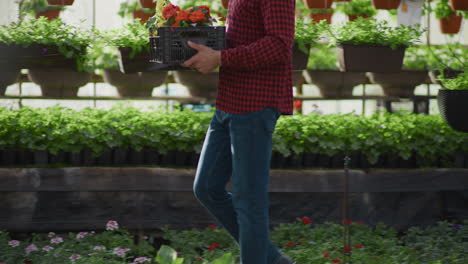 gardener inspects ornamental flower seedlings in greenhouse
