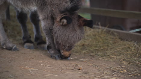 a cute little newborn miniature mediterranean donkey with a fringe standing on a dusty ground, licking and cleaning its hooves, scratching its head with its knee, static close up 4k shot