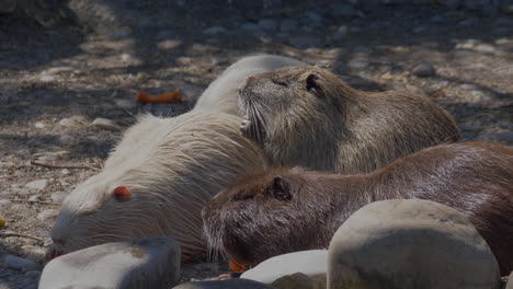 grupo de nutria comiendo verduras frescas juntas al aire libre en la naturaleza durante el día soleado por la mañana