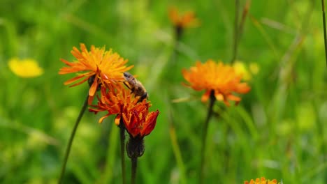 la avispa recoge el néctar de la flor crepis alpina.