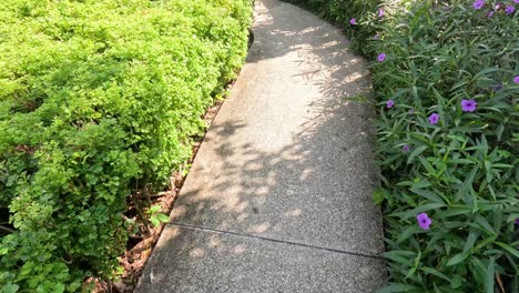 a walk down a garden path with blooming flowers.