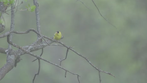 american gold finch perched on a tree branch during spring