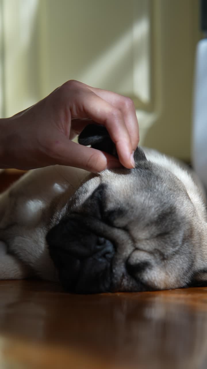 잠자는 파그를 만지는 손