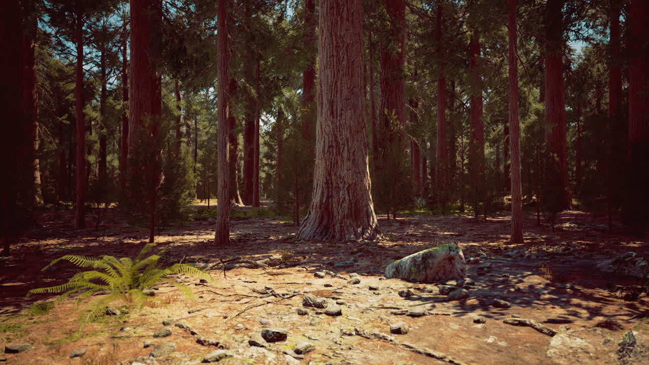 La luce del sole filtra tra gli imponenti alberi in un incantevole scenario forestale