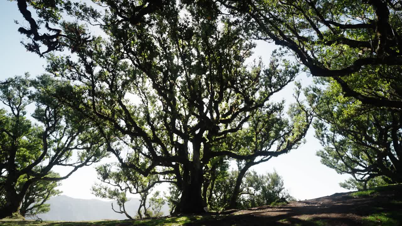 Sunlight bursts through ancient branches of mossy trees in Fanal Forest creating dramatic light across the woodland floor