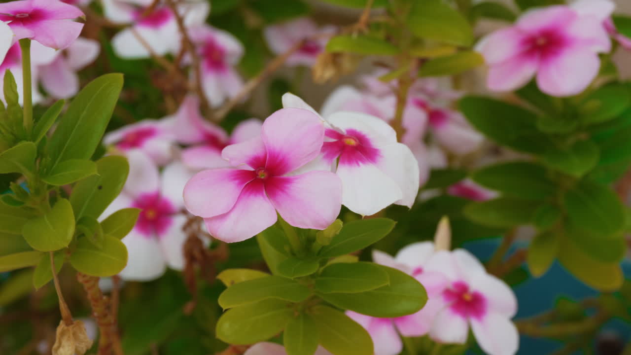 Detailed close-up shot capturing the vibrant hues and delicate textures of blooming Vinca Blush Pink flowers in natural daylight. Perfect for nature enthusiasts and floral displays