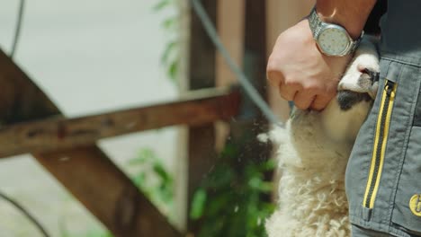 Close-Up-Of-Farmer-Sheering-Sheep-Outside-With-Clippers