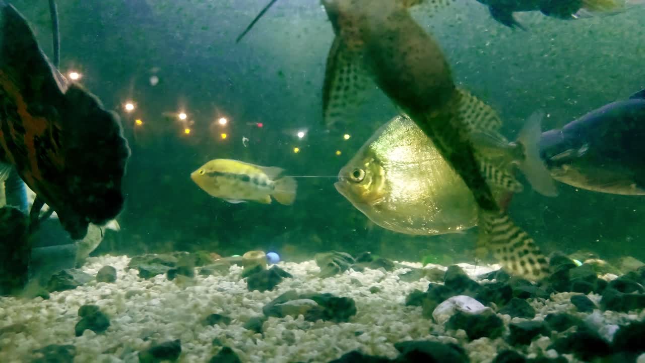 A janitor fish or eating algae while an iridescent shark, tiger oscar, silver dollar and a spiny softshell turtle swim in the background inside a crowded murky aquarium