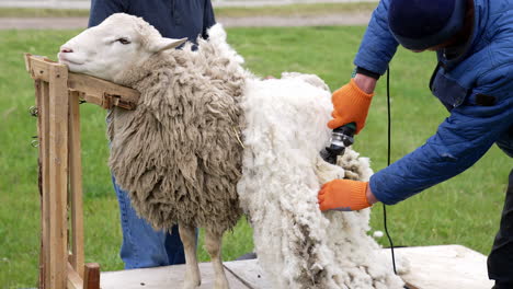 man shears sheep outdoors. sheep shearing on farm for production of wool fleece. farmer shearing sheep with electric professional sheep clipper.