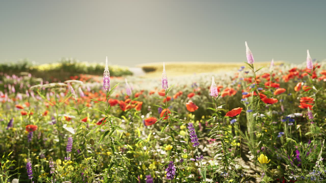 美しい野花の草原 夏に