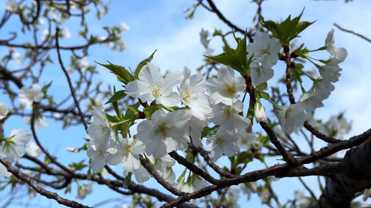 Cherry blossom tree with delicate white flowers against the clear blue sky in Tokyo