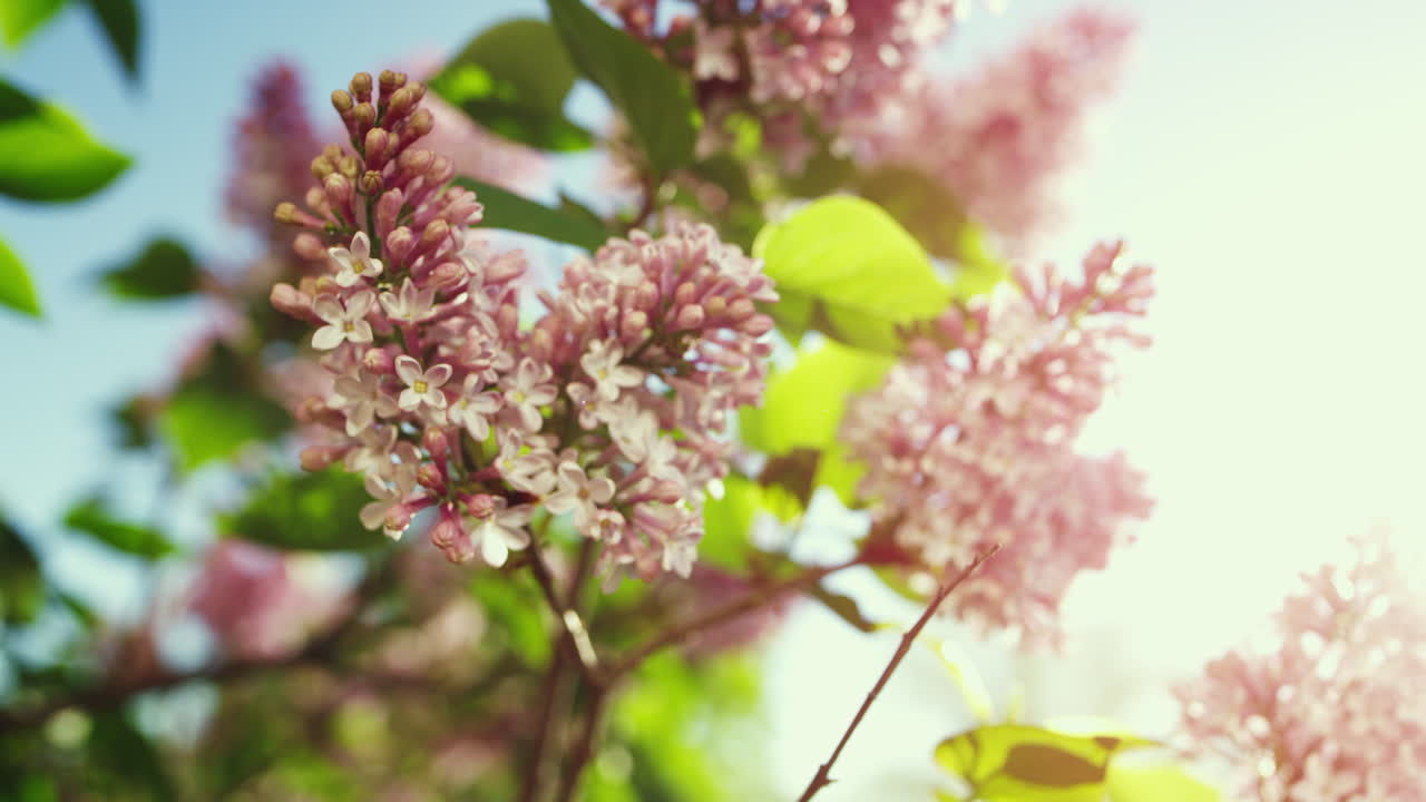 Sakura flowers blooming against bright golden sun. Meditative floral view.