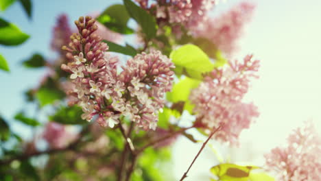las flores de sakura floreciendo contra el brillante sol dorado. vista floral meditativa.