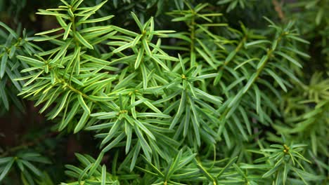 sliding shot of green conifer shrub in outdoor garden