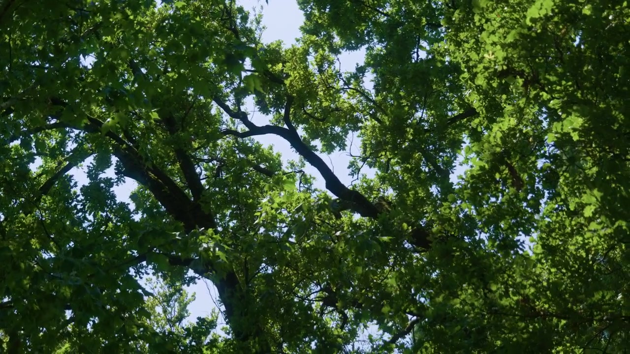 Green forest trees sky branches canopy view with lush foliage and dense leaves during a bright summer day. Low angle perspective under natural blue environment, handheld pan left to right shot.