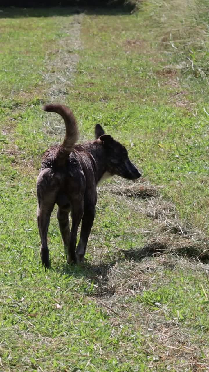 개가 야외에서 플라스틱 봉지를 새를 맡고 돌고 있습니다.
