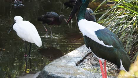 varias aves que interactúan cerca de un cuerpo de agua