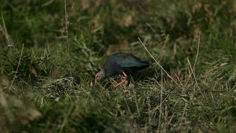 Swamphen-Vagando-En-Los-Arbustos-Salvajes-De-Los-Pastizales-Alrededor-Del-Lago-En-Busca-De-Comida