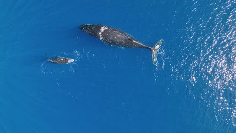 Ballena-Jorobada-Hembra-Con-Su-Cría-Nadando-En-Aguas-De-Moora---Polinesia-Francesa