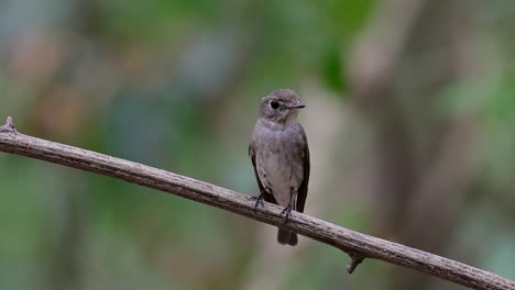 The-Asian-Brown-Flycatcher-is-a-small-passerine-bird-breeding-in-Japan,-Himalayas,-and-Siberia