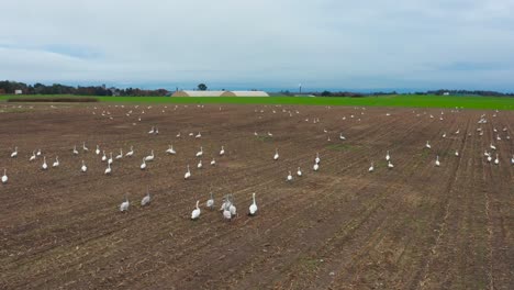 countless swans slowly walk on brown farmland during migration season, latvia