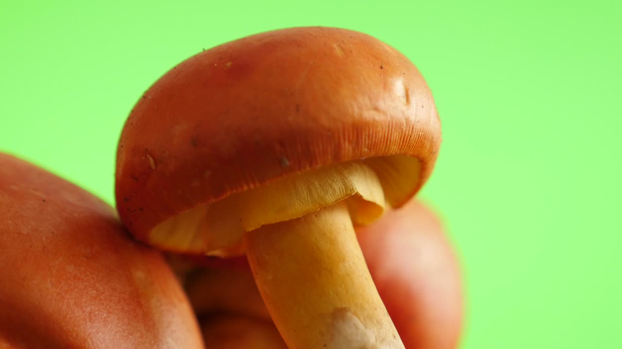 Bellissimo fungo Amanita caesarea dalla forma perfetta su schermo verde, lenta panoramica verticale naturale 4K