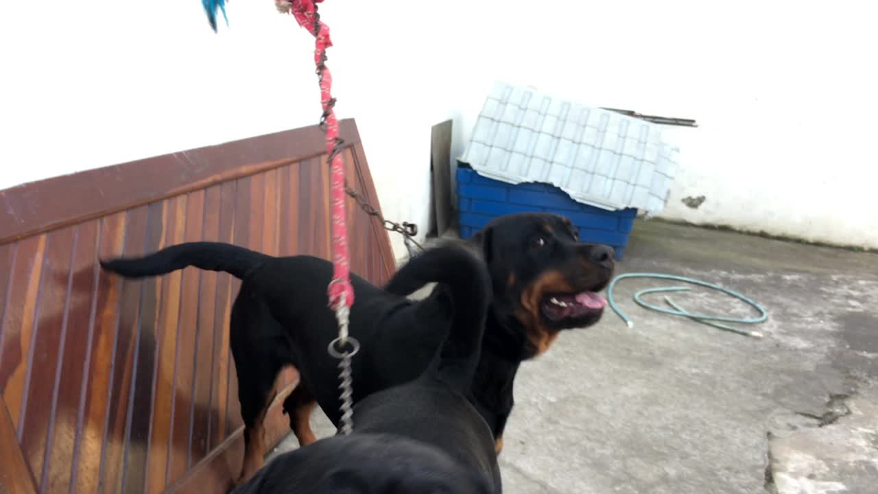 perros rottweiler encadenados a la pared que quieren atención y escapar de la domesticación