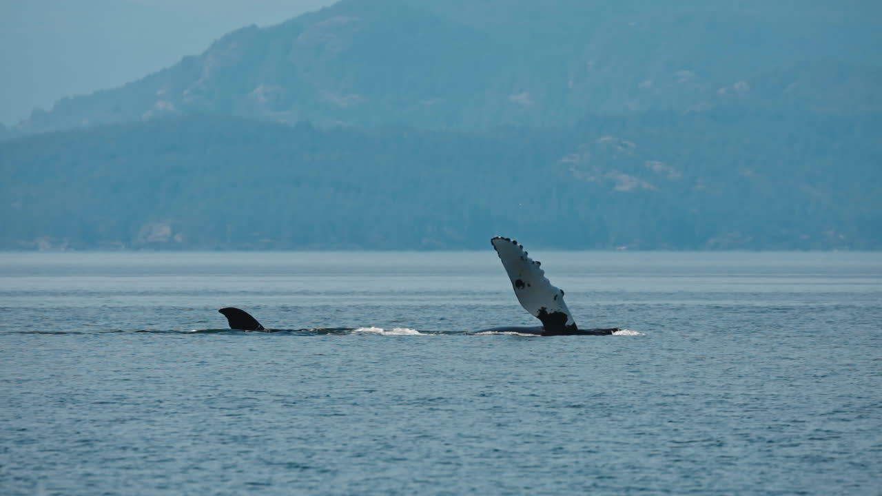 Pukkelhval dykker i havet nær Vancouver Island, fredfyldt vandscene.
