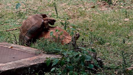 apareamiento de tortugas en el parque nacional de nairobi